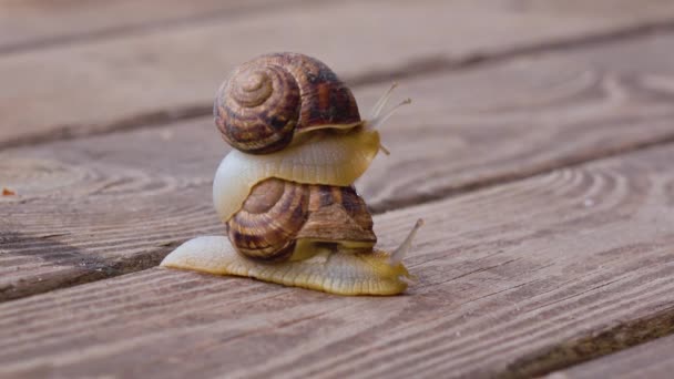 Snail couple make love, close up — Stock Video