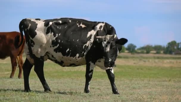 Koeien op de weide van de boerderij — Stockvideo