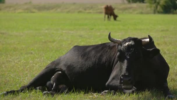 Корова лежит на лугу и жует траву. — стоковое видео