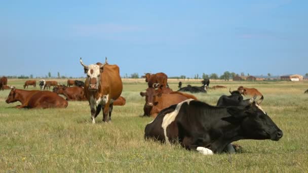 Melkkoeien grazen op gras — Stockvideo