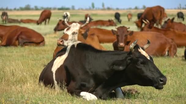 Много коров на пастбище в поле — стоковое видео