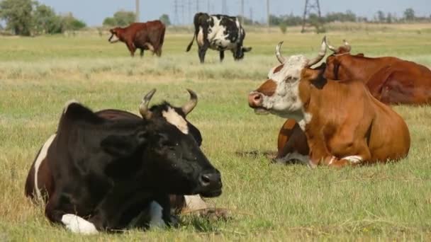 Koeien op de weide in veld — Stockvideo