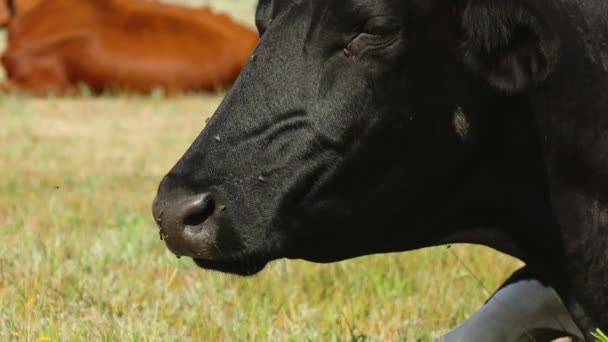 Fekete tehén a réten rejlik. Közelről — Stock videók