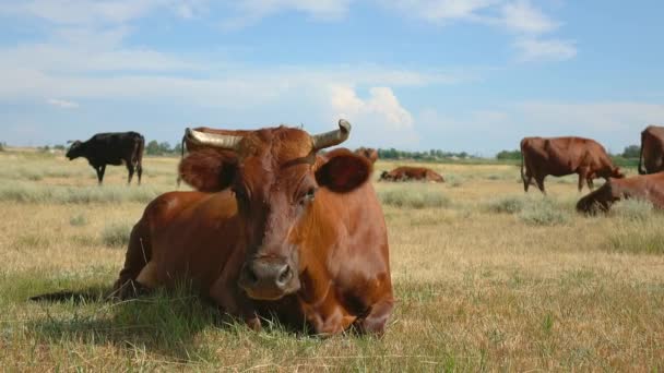 Bruine koe bij zomer groen veld — Stockvideo