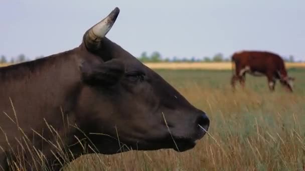 Czarna krowa leży na łące. Z bliska — Wideo stockowe