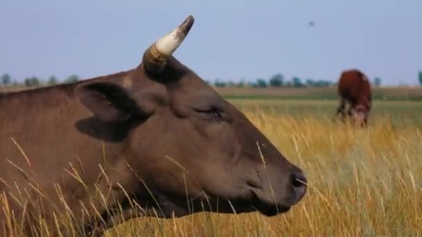 A vaca está no prado. Fechar — Vídeo de Stock