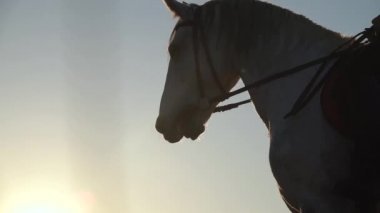 Atları namlu mavi gökyüzü, yakın çekim. Ağır çekim. Yakın çekim