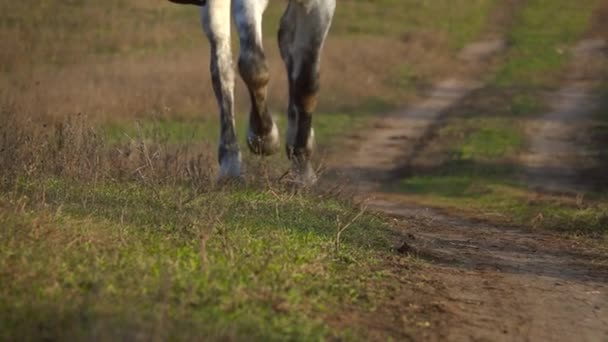 Horse hooves galloping across a green field. Slow motion. Close up — Stock Video
