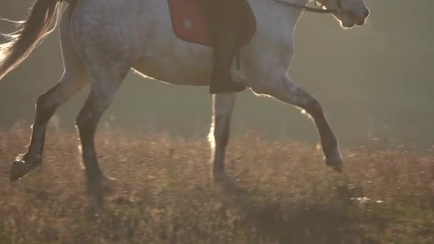 Horse riding girl riding a horse takes a walk in the field. Slow motion — Stock Video