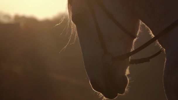 Bozal caballo primer plano al atardecer. En cámara lenta. De cerca. — Vídeos de Stock