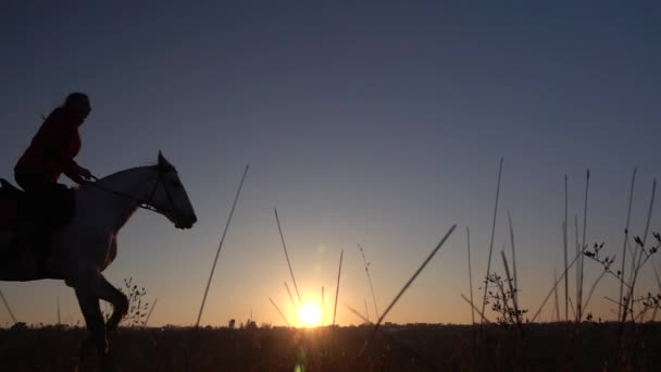 Mujer silueta con caballo en el campo. Movimiento lento — Vídeos de Stock