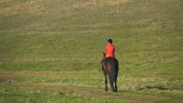 Rider på hästryggen promenader längs ett grönt fält. Bakifrån. Slow motion — Stockvideo