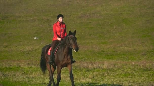 Jinete galopando en un campo verde a caballo. Movimiento lento — Vídeo de stock