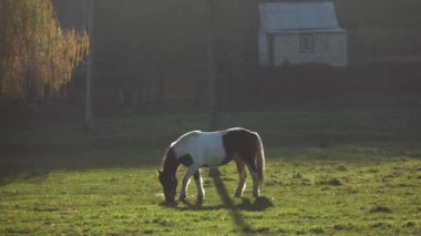 Aygır üzerinde yeşil çayır çimen yiyor. Ağır çekim