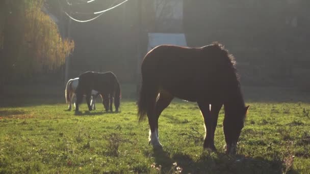 Tre hästar tuggar gräs på en gräsmatta. Slow motion — Stockvideo