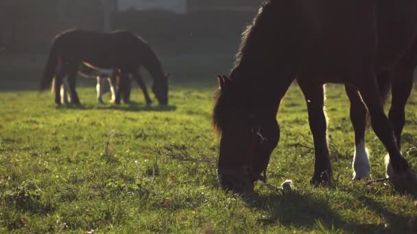 Caballos masticando hierba en un césped. Movimiento lento — Vídeo de stock