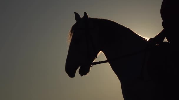 Zijaanzicht van vrouwelijke horseback het berijden tijdens zonsondergang. Slow-motion. Close-up — Stockvideo