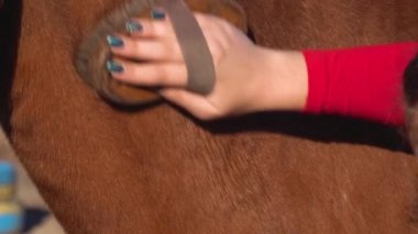 Kadın sahibi temizlik ve sağlıklı parlak at kat doğal fırça ile. Ağır çekim. Yakın çekim