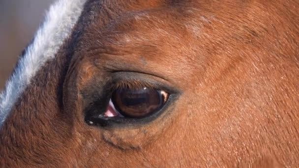 Paard oog close-up. Slow motion — Stockvideo