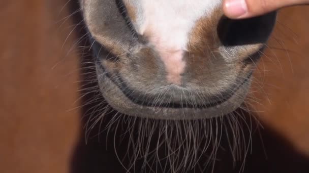 Εσωτερικη ρύγχος άλογο. Αργή κίνηση — Αρχείο Βίντεο