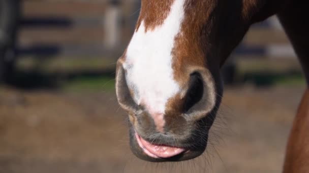 Gros plan d'un visage de cheval pendant qu'il mâche. Mouvement lent 