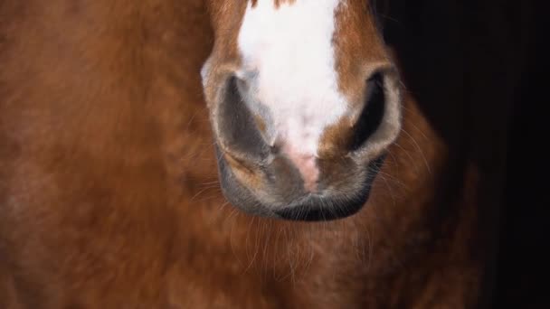 Koně čelit, jak se žvýká. Zpomalený pohyb. Detailní záběr — Stock video