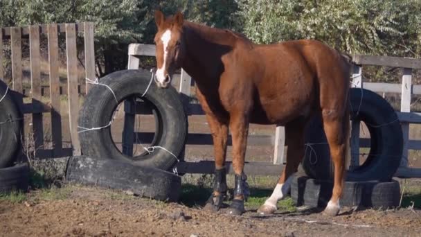 Paard in een houten kraal is gras knabbelen. Slow motion — Stockvideo