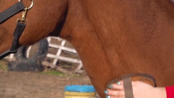 Dívka česání koní hřeben. Zpomalený pohyb. Detailní záběr — Stock video