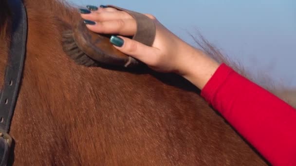 Rider zorg voor een paard. Slow-motion. Close-up — Stockvideo