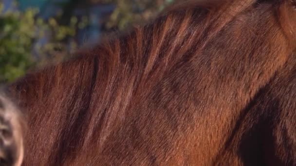 Meisje kammen paarden mane met een borstel. Slow-motion. Close-up — Stockvideo