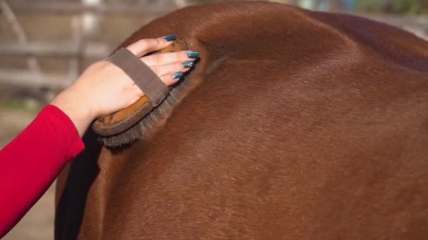 Girl combing horse comb. Slow motion. Close up — Stock Video