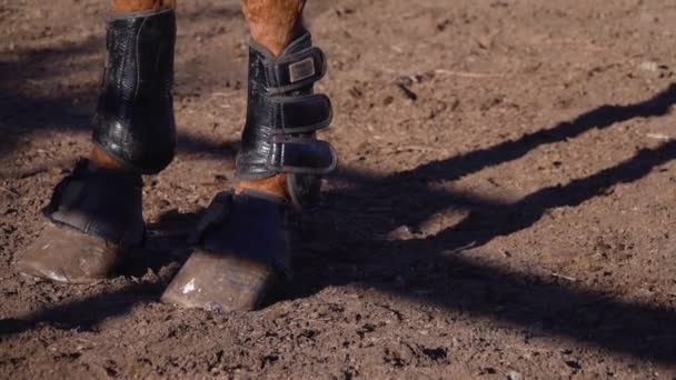 Paard hoeven lopen rond de pen. Slow-motion. Close-up — Stockvideo
