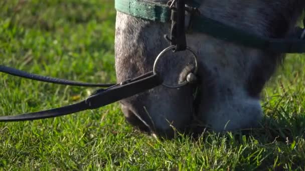 I cavalli muso come mangia l'erba. Al rallentatore. Da vicino. — Video Stock
