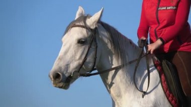 Atları namlu, yakın mavi gökyüzüne karşı üzerinde eyer binici oturur. Ağır çekim. Yakın çekim