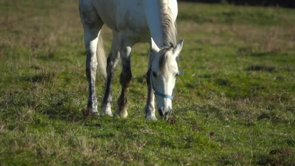 White stallion eats grass on a green meadow . Slow motion — Stock Video