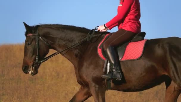 Mulher senta-se em um cavalo vista lateral um atleta monta em um cavalo. Movimento lento — Vídeo de Stock