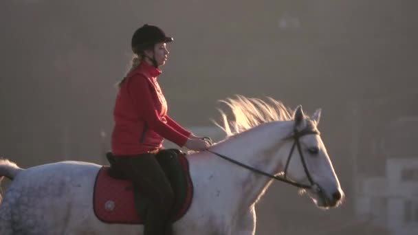 Ιππασίας ένα άλογο σε ένα πεδίο γύρω από ένα οικιστικό τομέα με τα σπίτια. Αργή κίνηση — Αρχείο Βίντεο