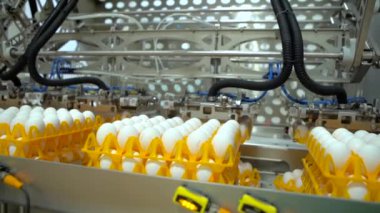 Otomatik makine tepsiler yumurta ile taşır. Ağır çekim