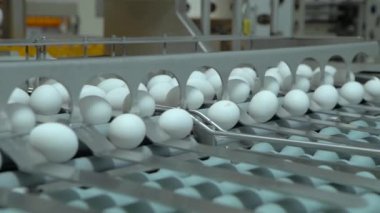 Konveyör bant beyaz yumurta ile. Ağır çekim