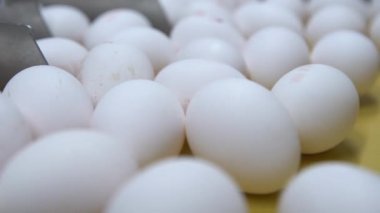 Tavuk yumurtası konveyör tavuk çiftliği taşıyın. Yakın çekim. Ağır çekim
