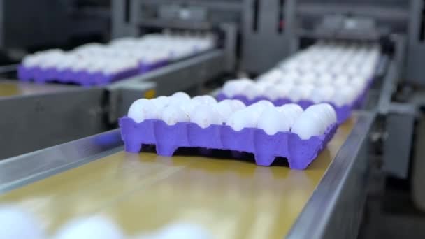 Huevos pasando por la línea de producción. Movimiento lento — Vídeo de stock