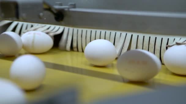 Huevos pasando por la línea de producción. Movimiento lento — Vídeos de Stock