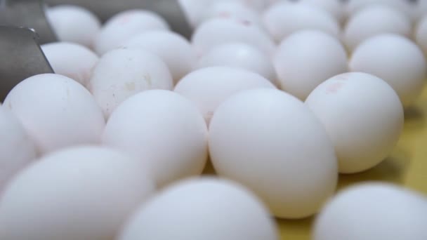 鸡蛋沿着传送带家禽养殖场移动 闭上你的嘴慢动作 — 图库视频影像