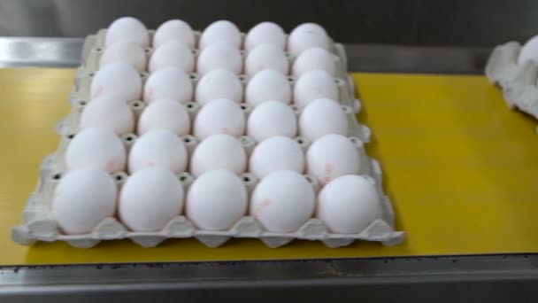 Huevos pasando por la línea de producción. Movimiento lento — Vídeos de Stock