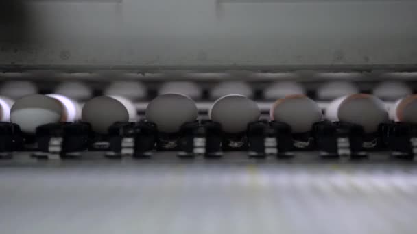 Maschine, die frische Eier sortiert. Zeitlupe. Nahaufnahme — Stockvideo