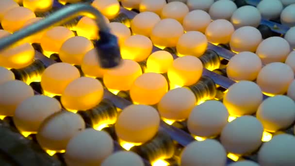 卵テスター養鶏場で卵内の胚をチェックするプロセス スローモーション — ストック動画