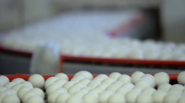 Konveyör bant tavuk yumurta tavuk çiftliği. Ağır çekim