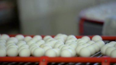 Yumurta bir konveyör bant üzerinde. Ağır çekim
