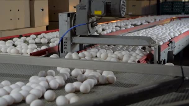 Conveyor belt for chicken eggs. Slow motion — Stock Video