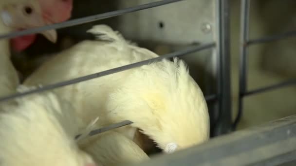 Chickens in the cage on chicken farm. Slow motion — Stock Video